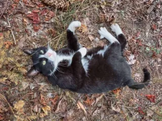 Oscar the cat, Quality Control